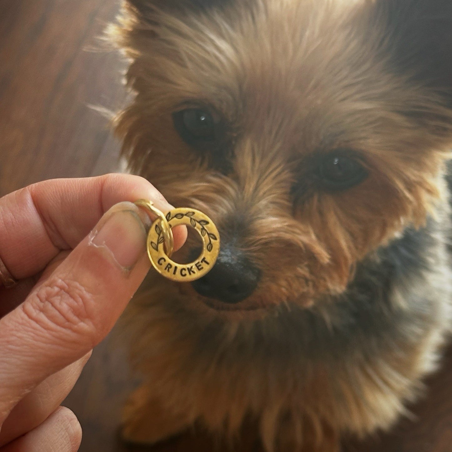 Personalised XS Teacup Small Pet Disc Dog Puppy Cat Kitten ID Tag Brass Washer