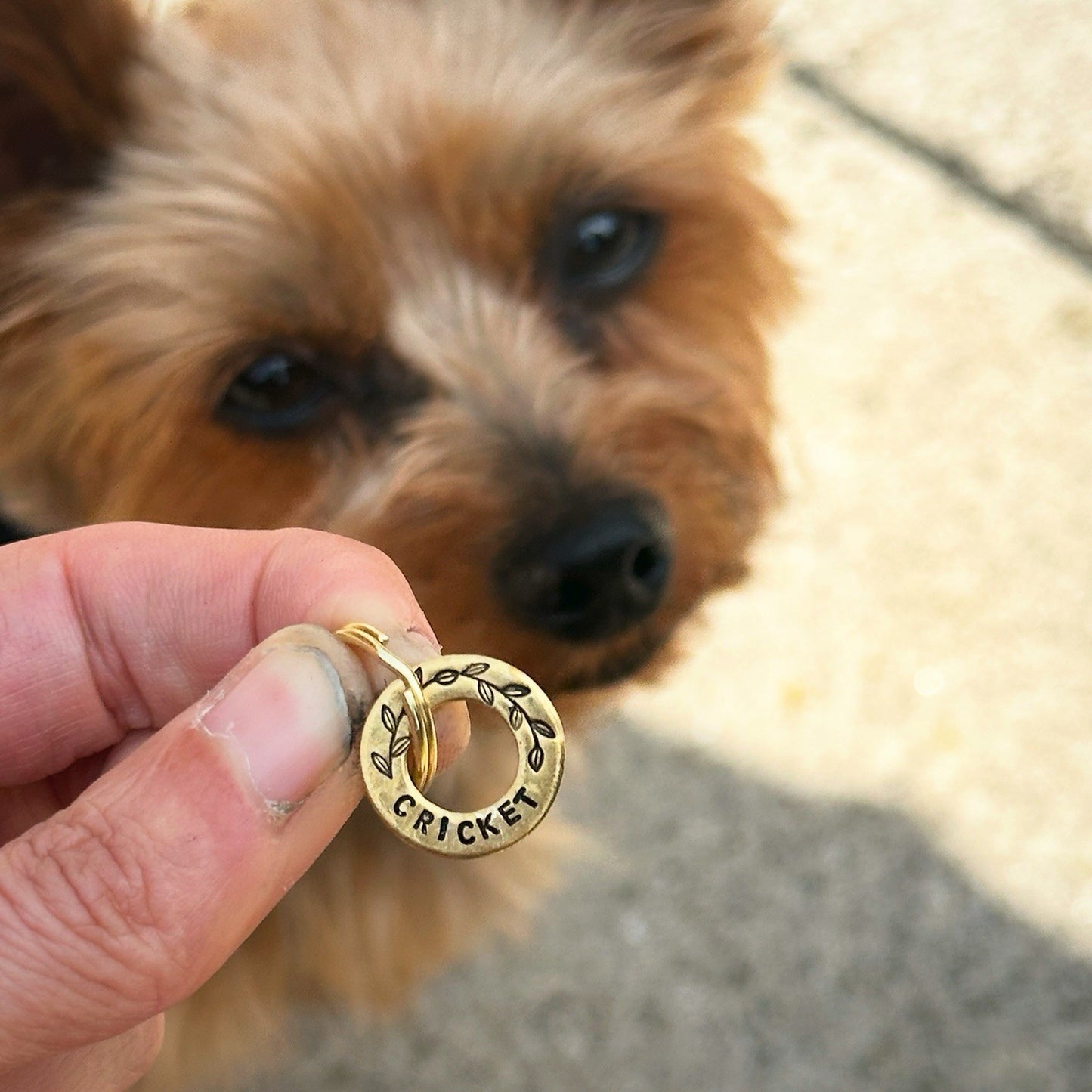 Personalised XS Teacup Small Pet Disc Dog Puppy Cat Kitten ID Tag Brass Washer